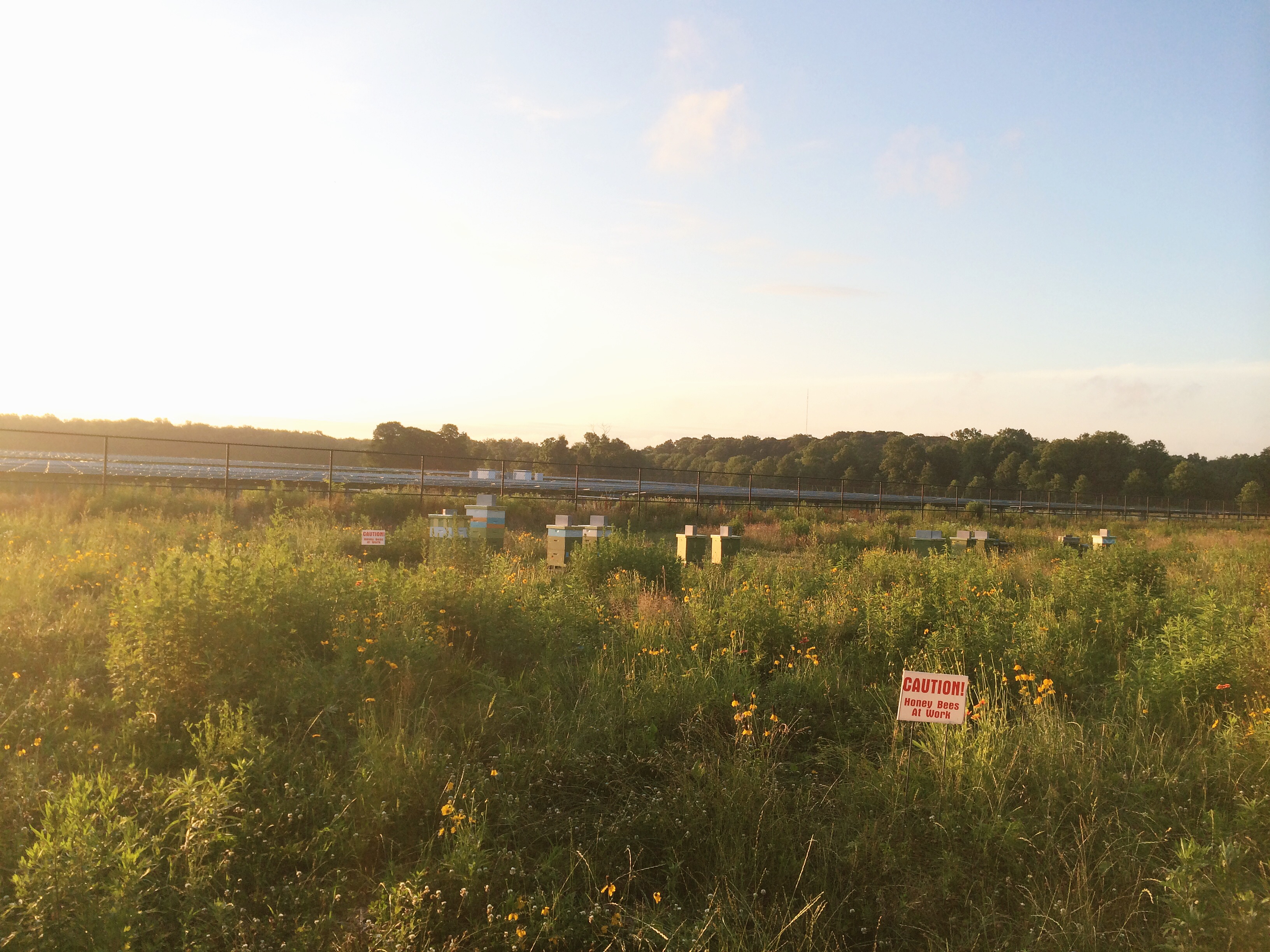A scene from this morning's run through Lawrenceville. The campus solar farm and bee hives (!!)